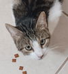 adoptable Cat in , AZ named Hush Puppy