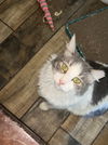 adoptable Cat in , AZ named Mimi Girl