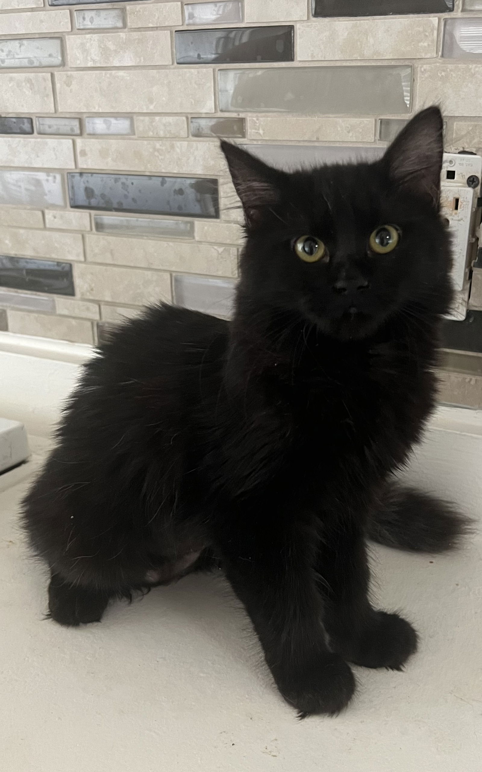 adoptable Cat in Chandler, AZ named Mandisa Moon