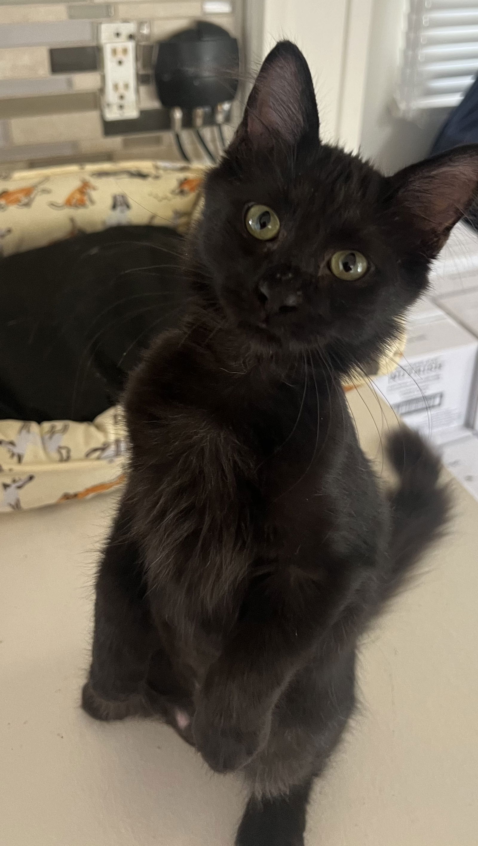 adoptable Cat in Chandler, AZ named Mona Moon