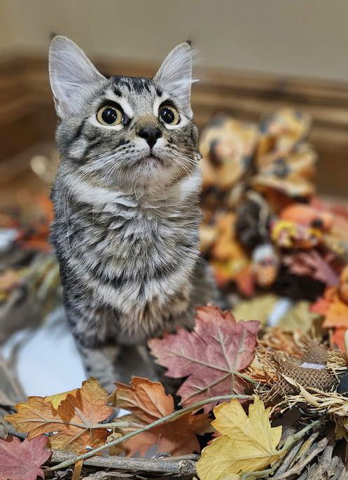 adoptable Cat in Chandler, AZ named Cessna Stearman