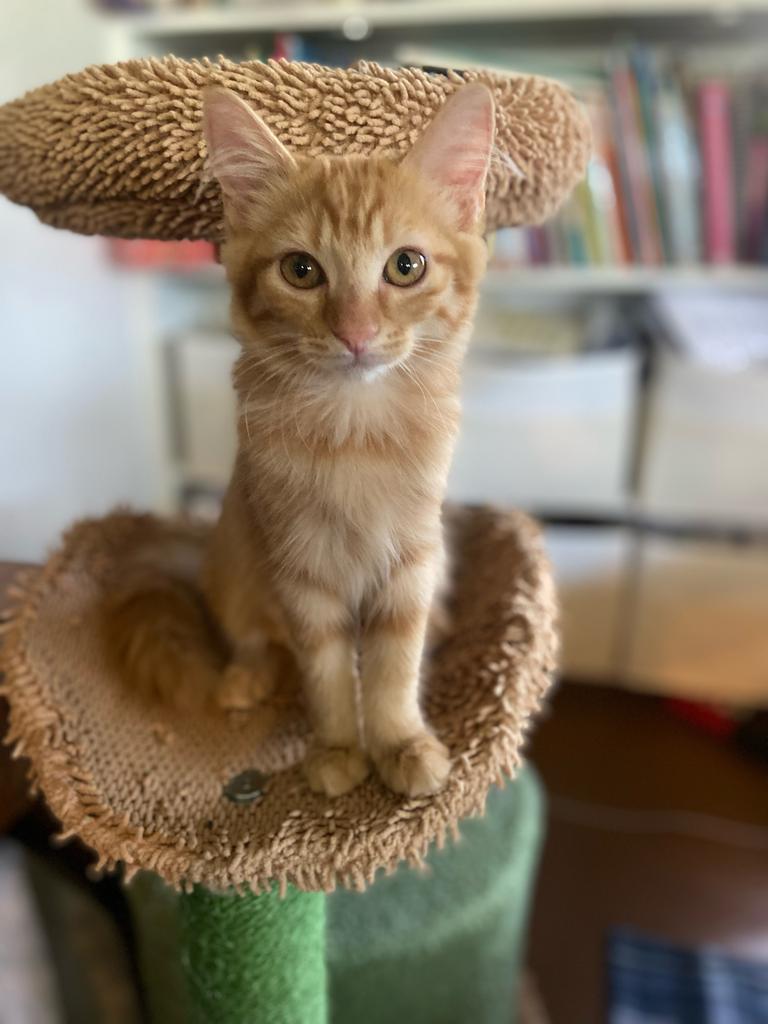 adoptable Cat in Chandler, AZ named Lucilla Pumpkin