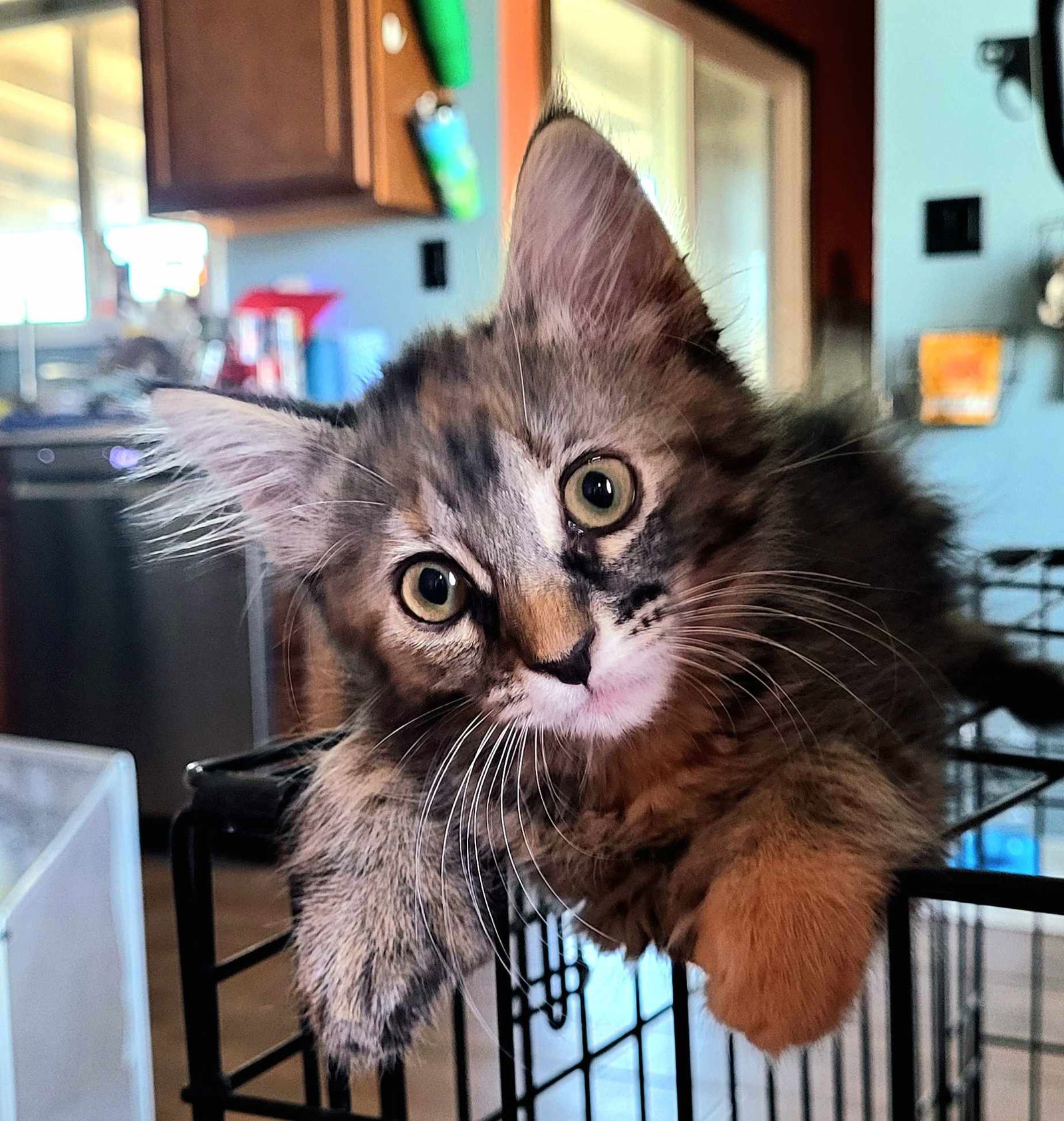 adoptable Cat in Chandler, AZ named Manika Bonita