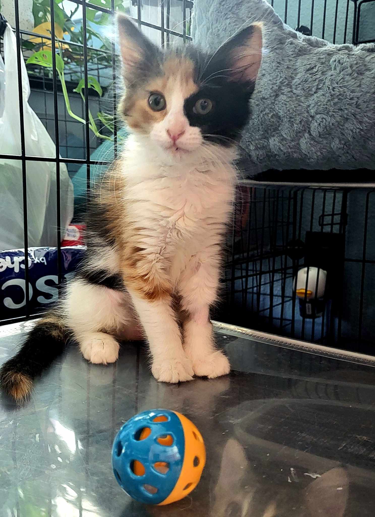 adoptable Cat in Chandler, AZ named Muñeca Bonita