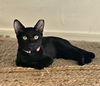 adoptable Cat in , AZ named Shadow Salguero