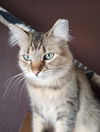 adoptable Cat in , AZ named Katie Wolf