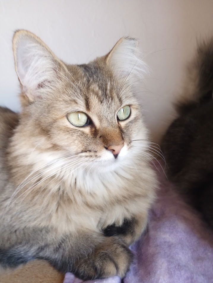 adoptable Cat in Chandler, AZ named Julie Wolf