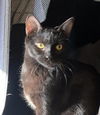 adoptable Cat in , AZ named Luna Kitty