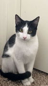 adoptable Cat in , AZ named Louie Jungle