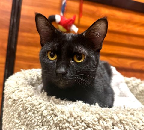 adoptable Cat in Chandler, AZ named Jasmine Lief