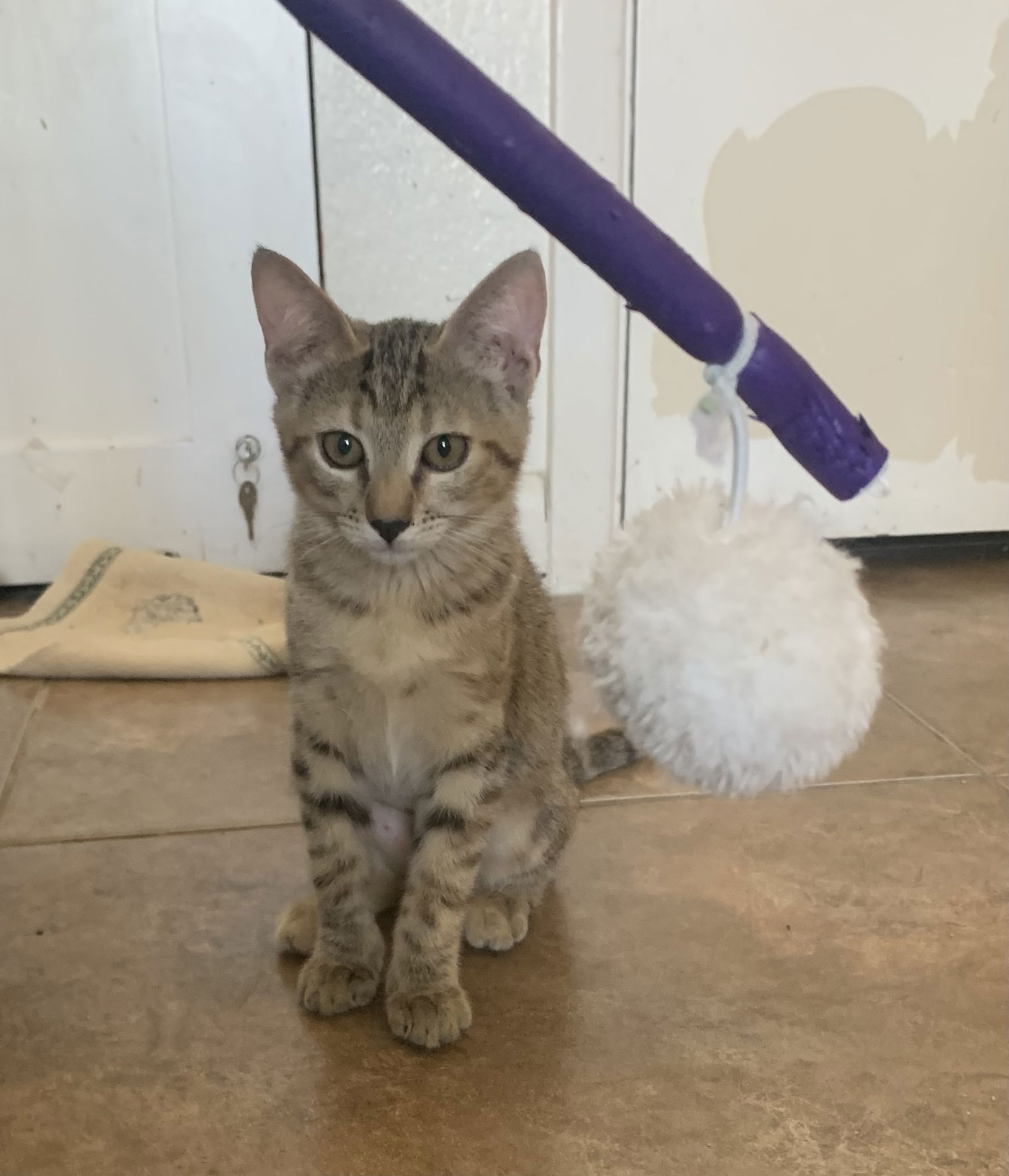 adoptable Cat in Chandler, AZ named Honey Crisp Apple