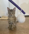 adoptable Cat in , AZ named Honey Crisp Apple