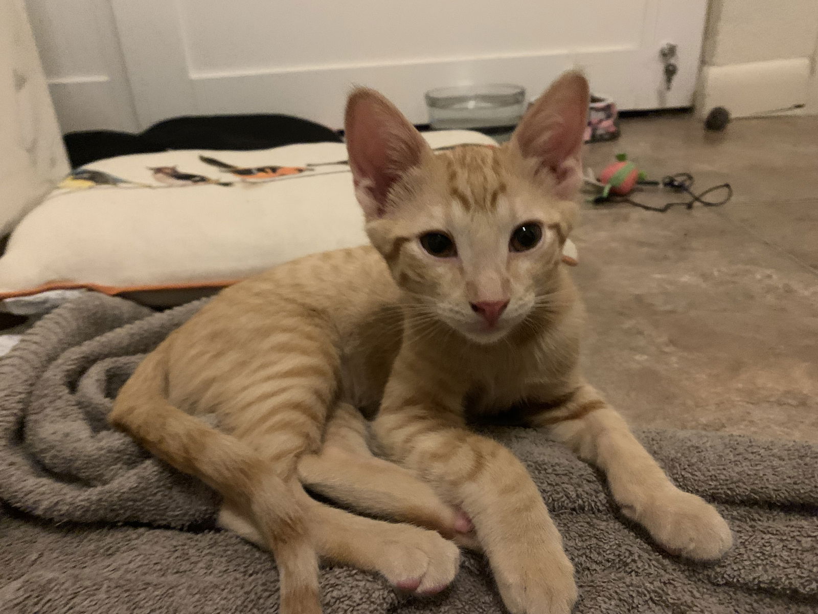 adoptable Cat in Chandler, AZ named Macintosh Apple