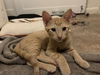 adoptable Cat in , AZ named Macintosh Apple