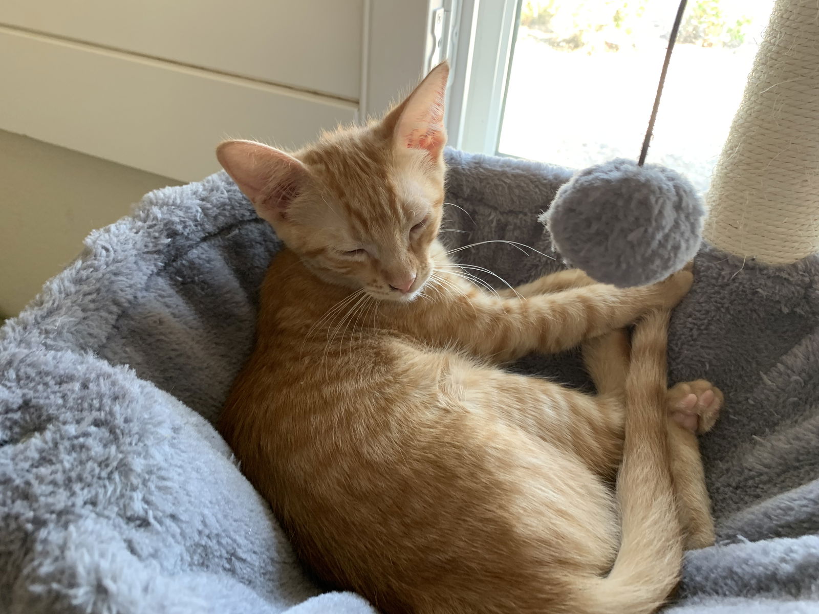 adoptable Cat in Chandler, AZ named Jonathon Apple