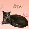 adoptable Cat in , AZ named Jade Star