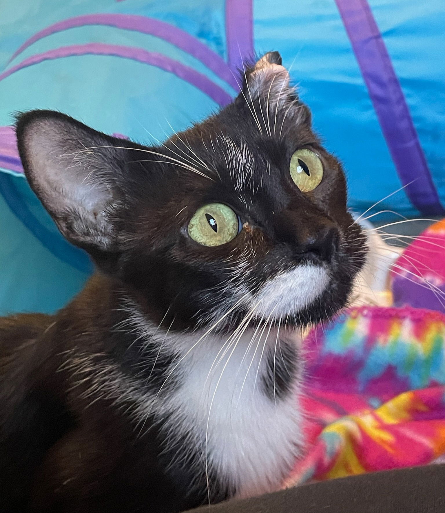 adoptable Cat in Chandler, AZ named Katie Natation