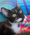 adoptable Cat in , AZ named Katie Natation