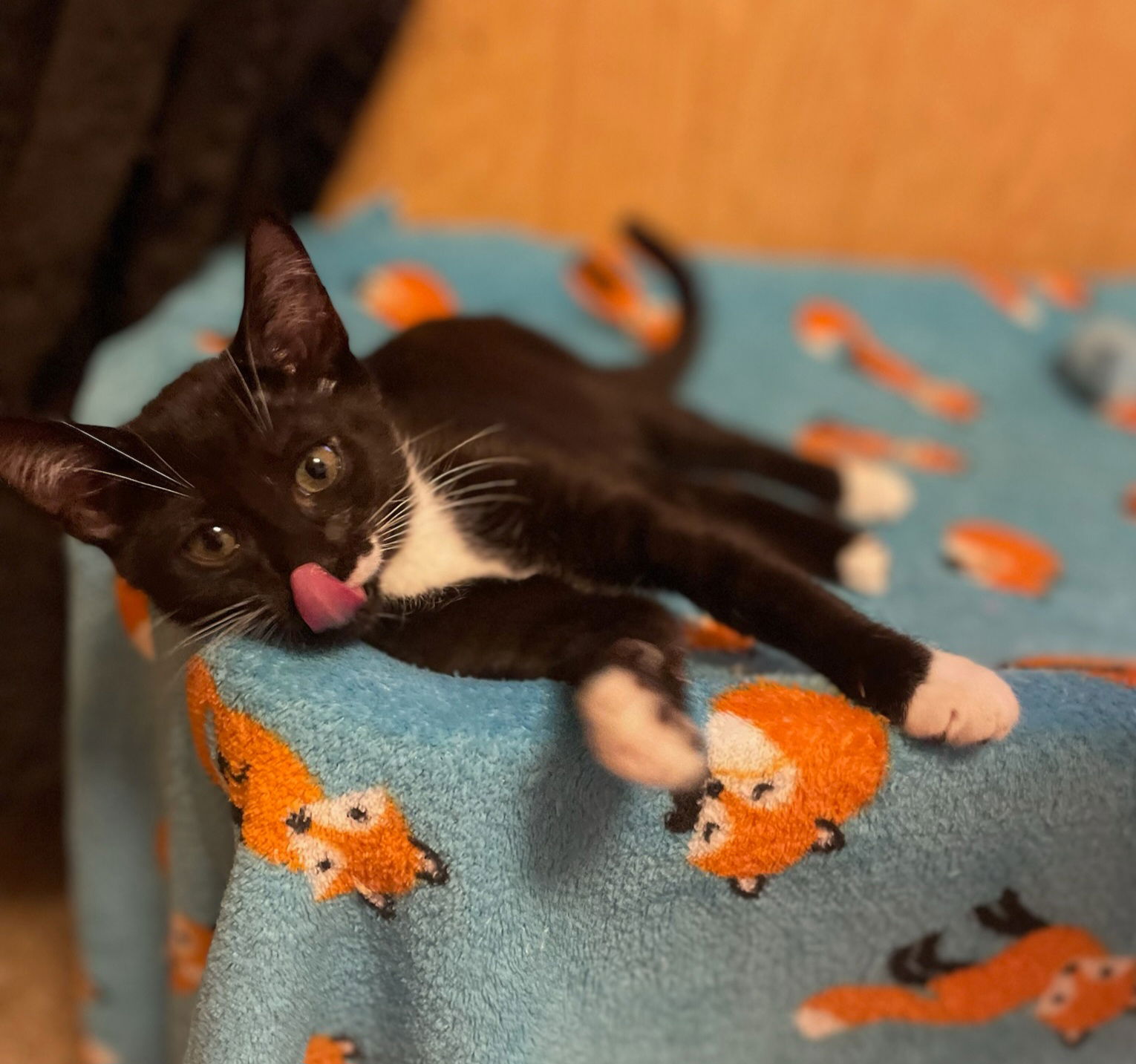 adoptable Cat in Chandler, AZ named Keaton Natation