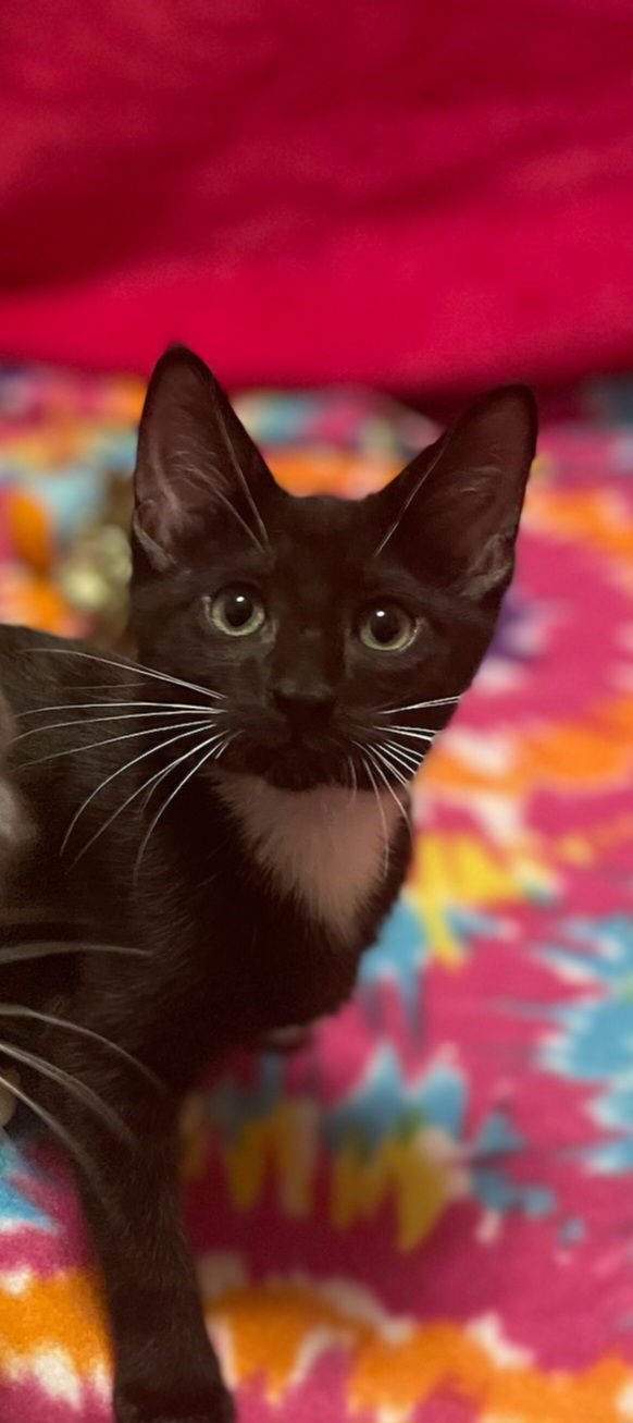 adoptable Cat in Chandler, AZ named Hunter Natation