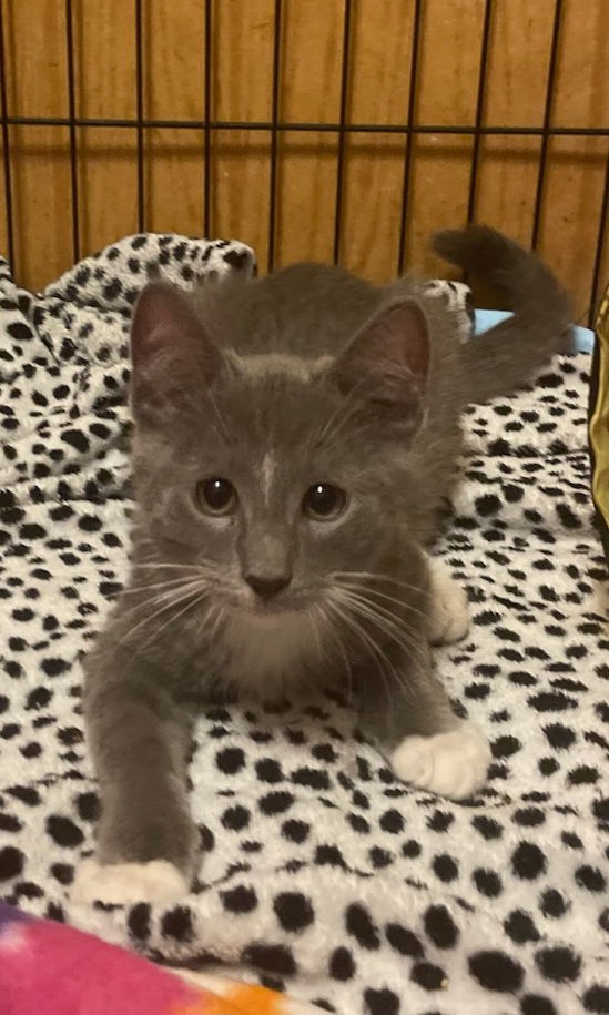 adoptable Cat in Chandler, AZ named MacIntosh Natation