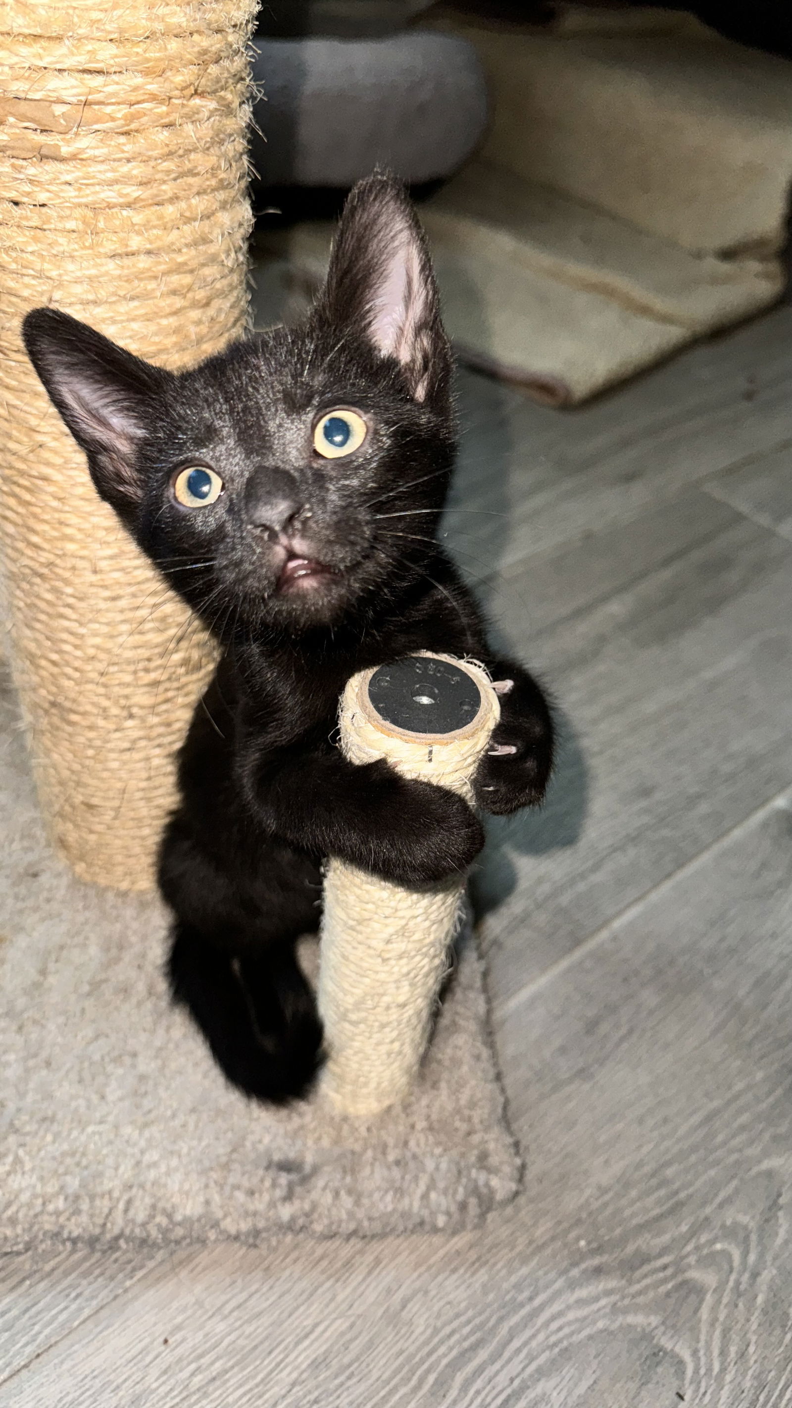 adoptable Cat in Chandler, AZ named Ladybug Ellsworth