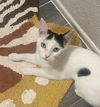 adoptable Cat in , AZ named Evie Mouse