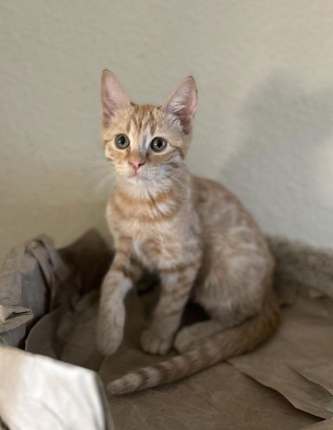 adoptable Cat in Chandler, AZ named Meep Andrews