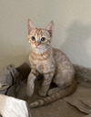 adoptable Cat in , AZ named Meep Andrews