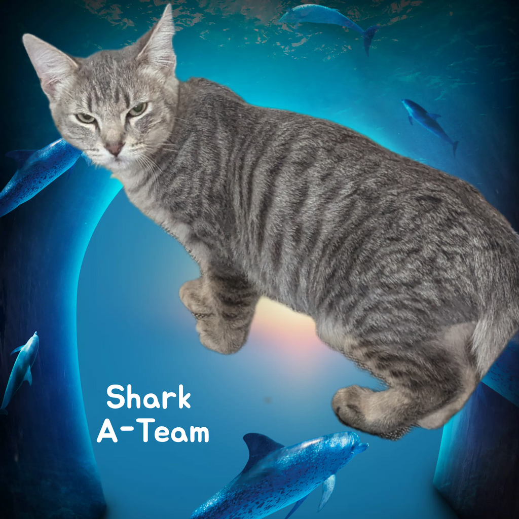 Photo of Shark A-team