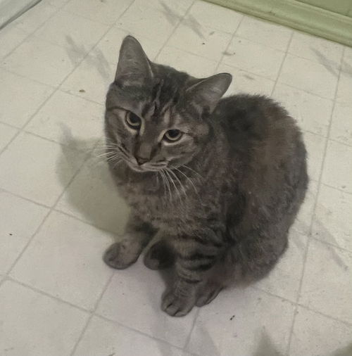 picture of the cat needing adoption