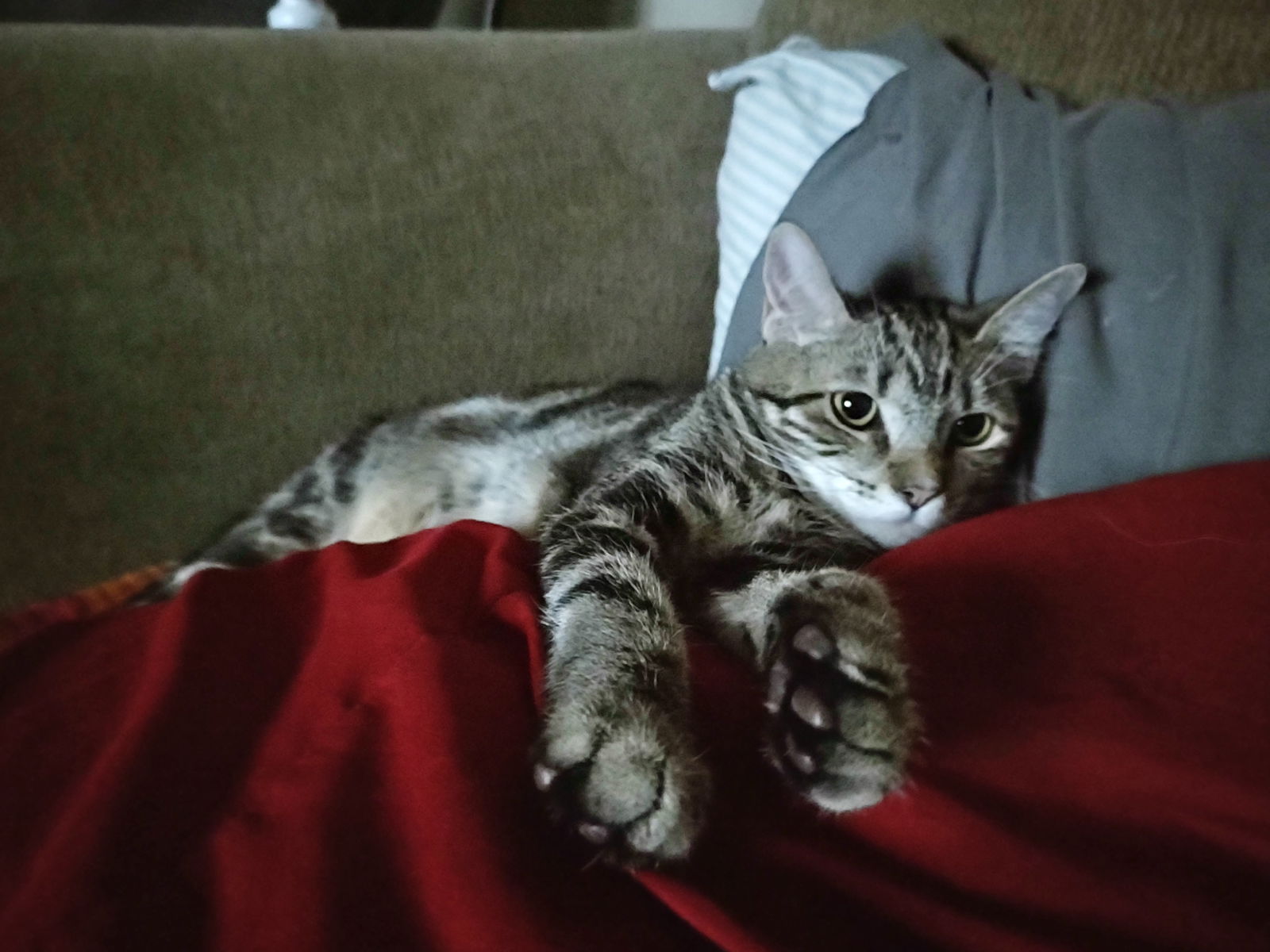 Photo of Foxy Estrella