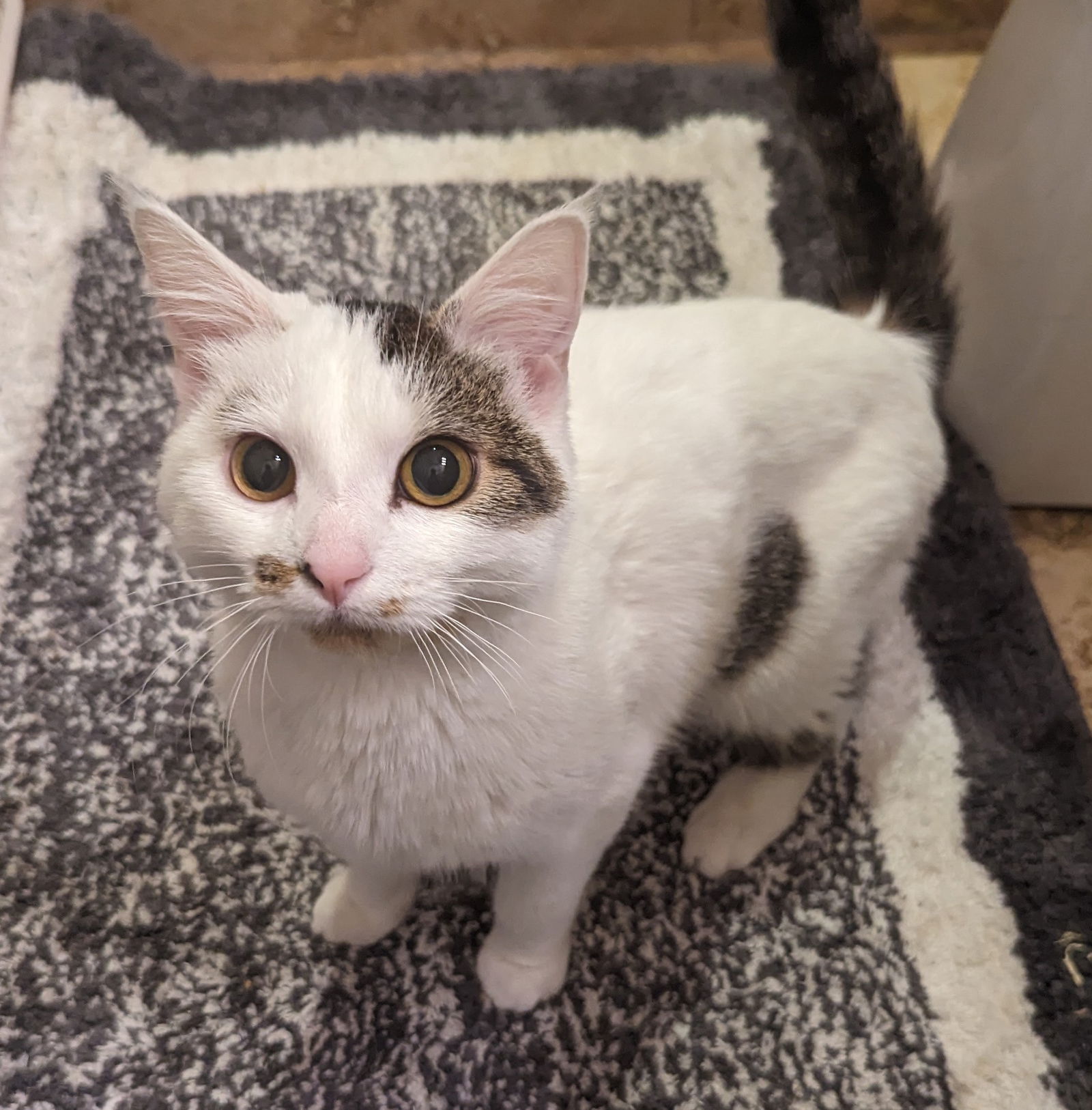 Photo of Cricket Garage Kitty