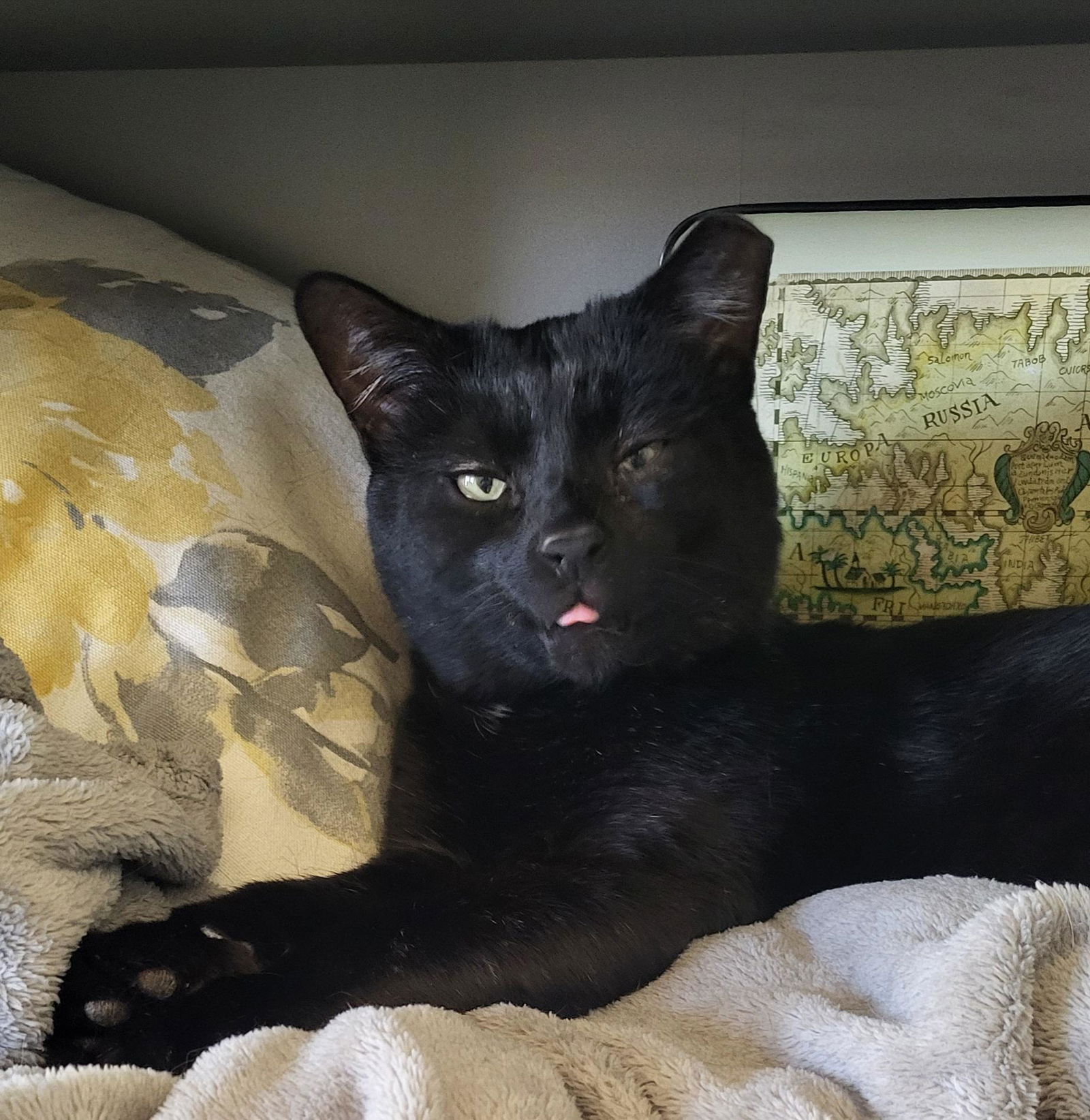 Photo of Papa Bagheera