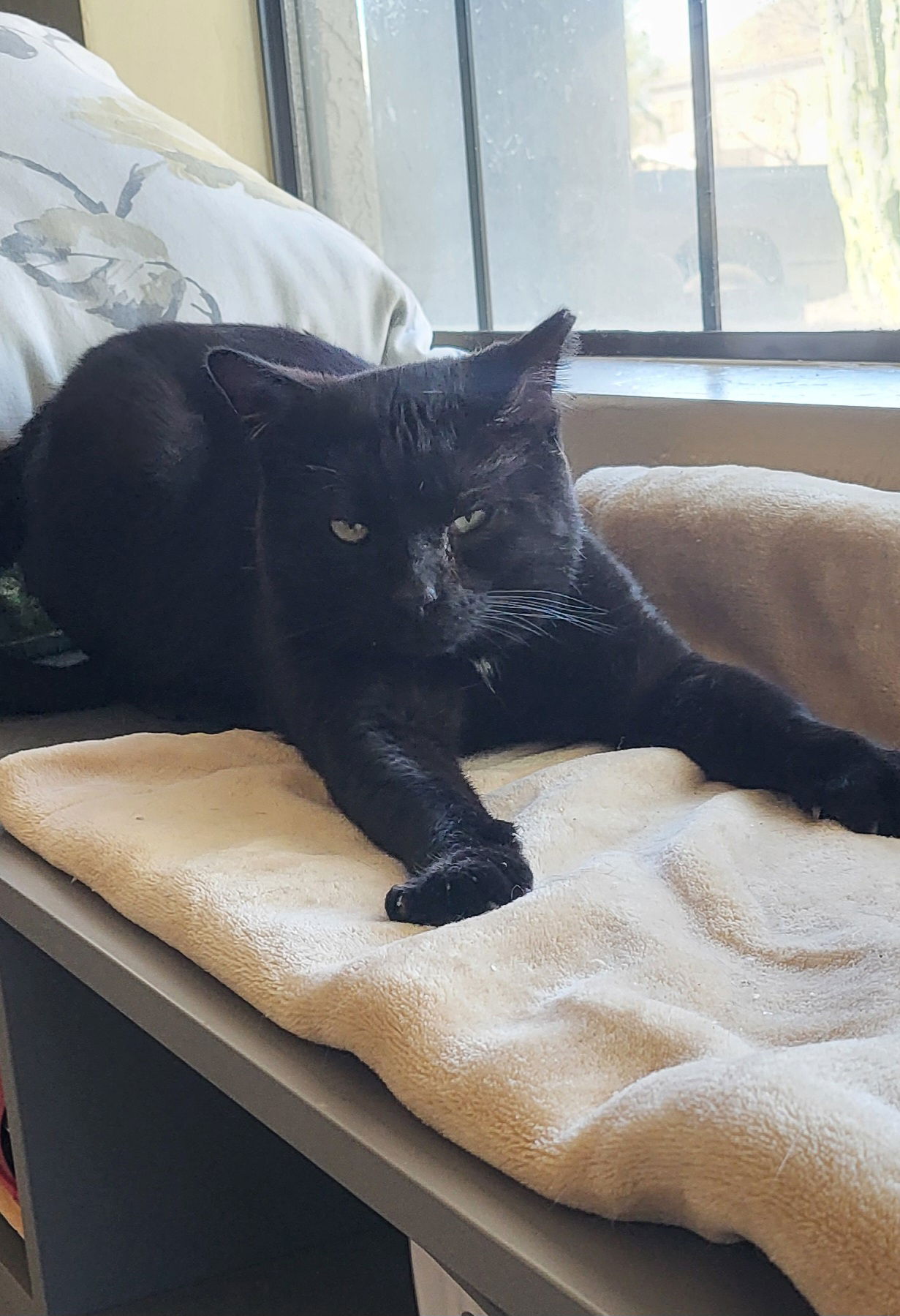 Photo of Papa Bagheera