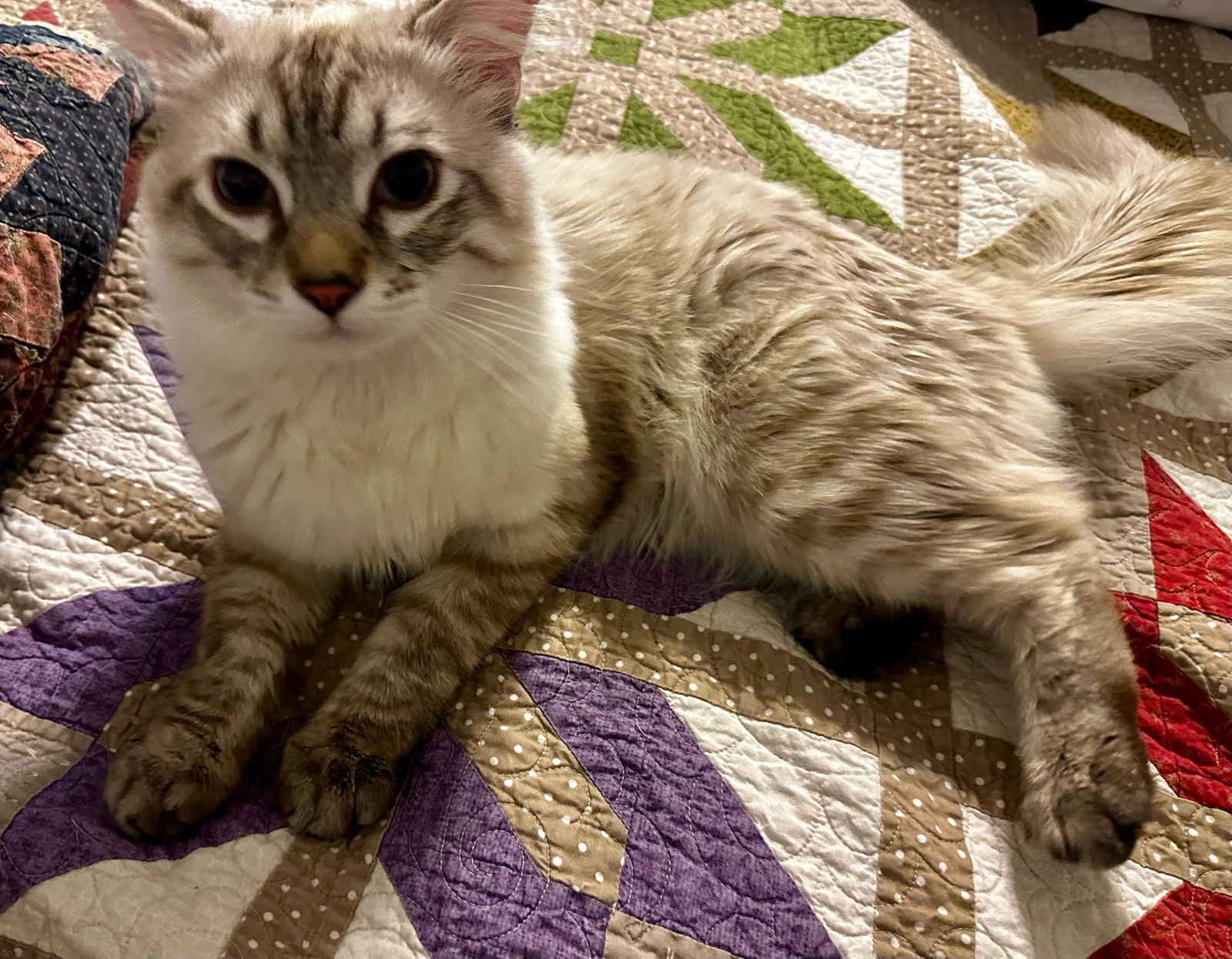 Photo of Snowball Siamese