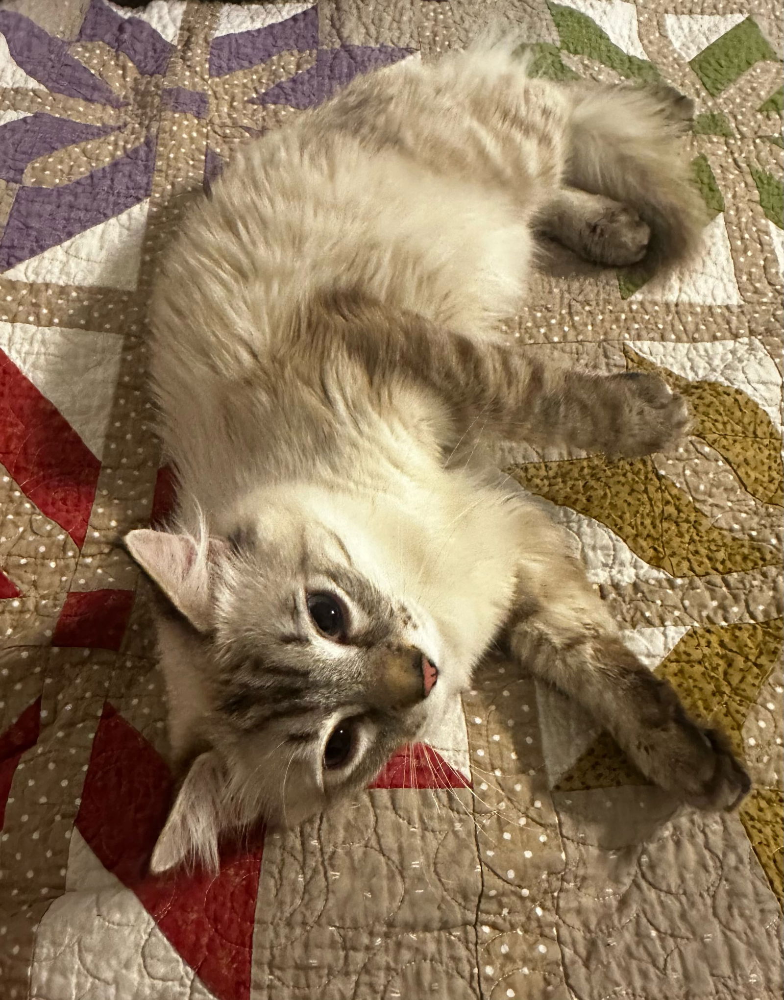 Photo of Snowball Siamese