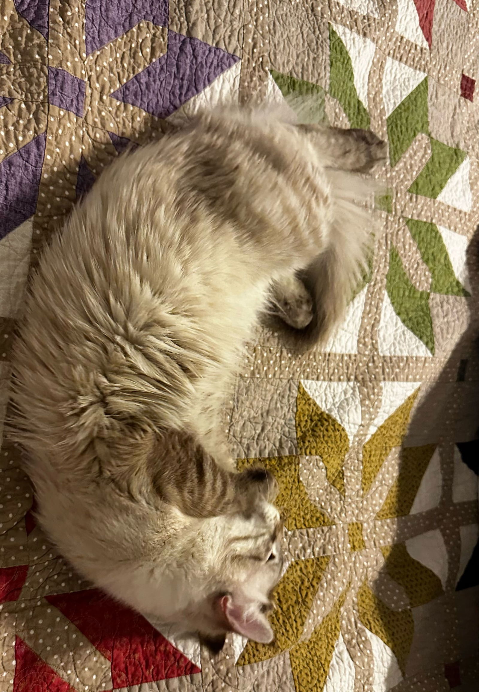 Photo of Snowball Siamese