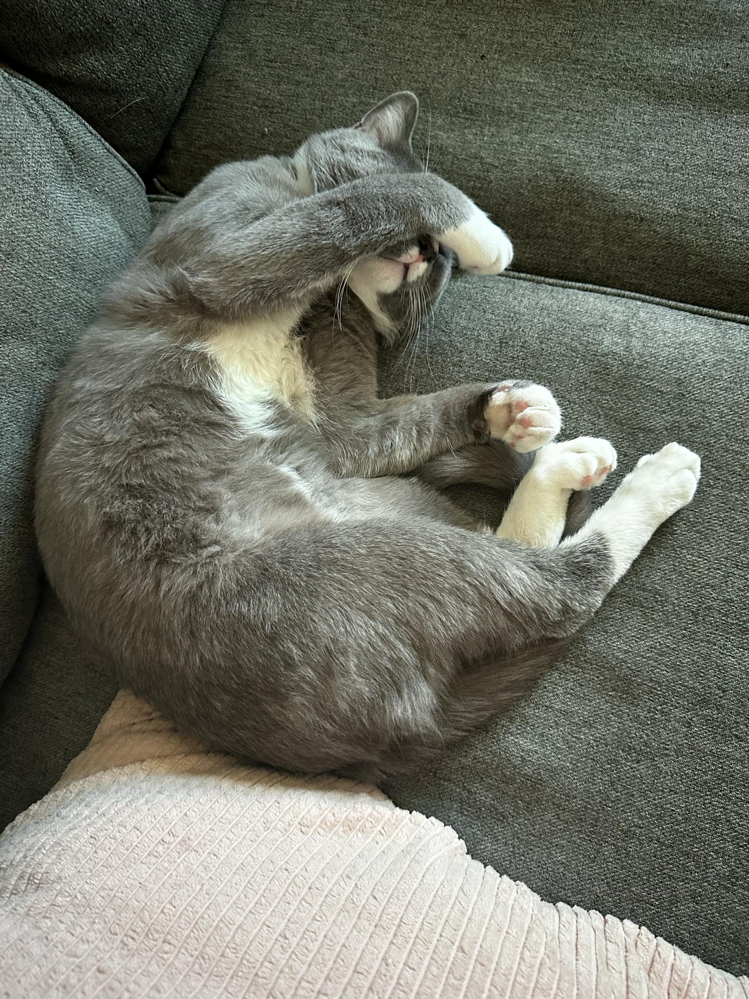Photo of Blue Mittens