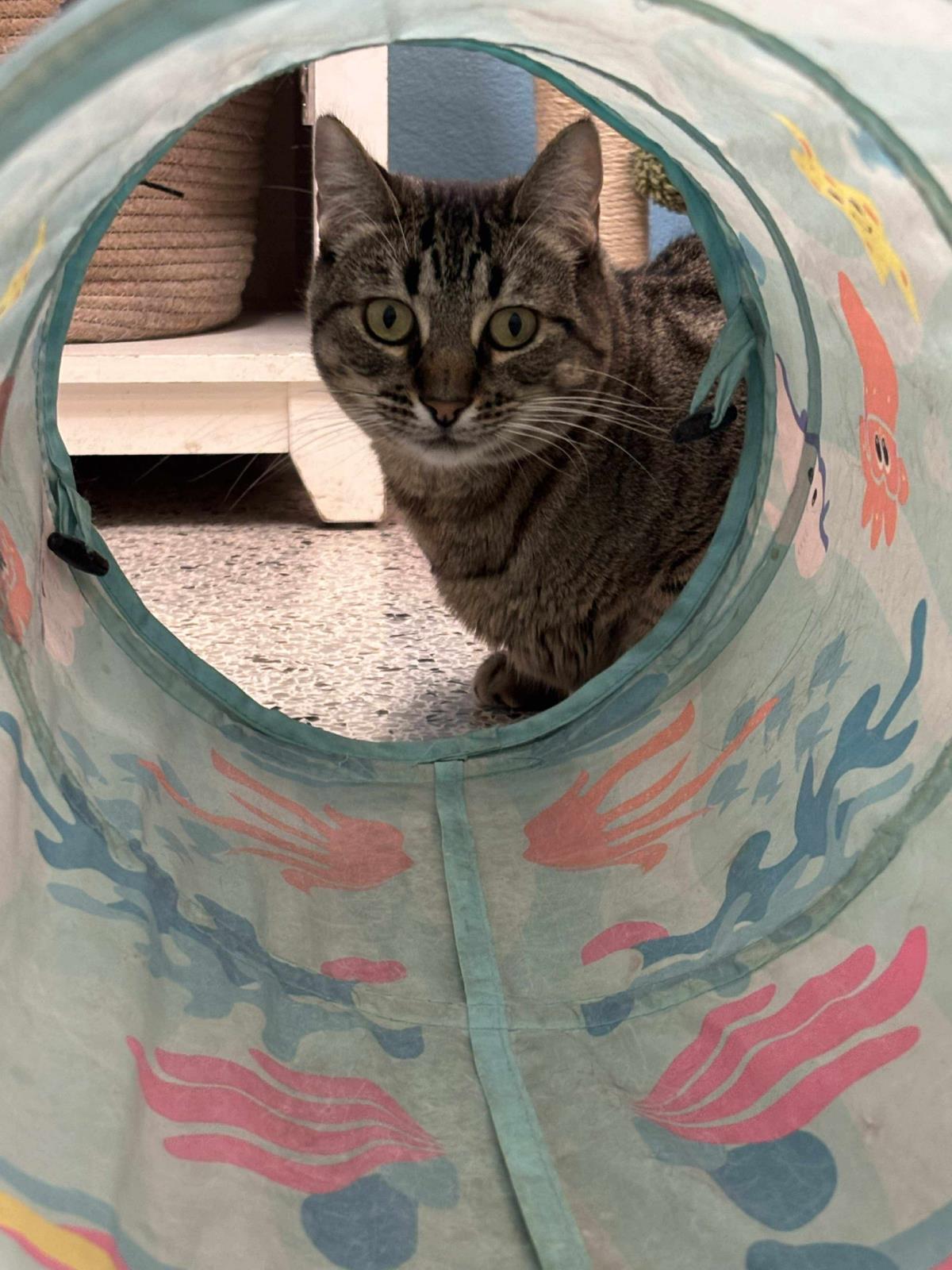 Photo of Bean Zee