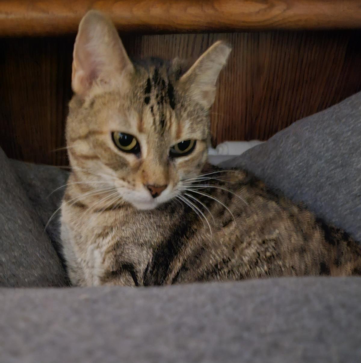 Photo of Kitney Pawyer