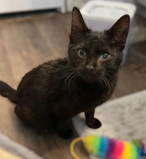 Photo of Coraline Raven
