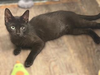Photo of Coraline Raven