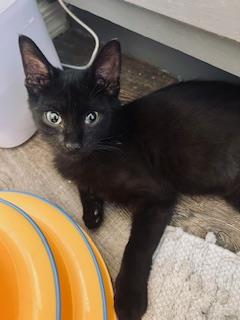 Photo of Coraline Raven