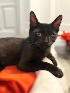 Photo of Coraline Raven