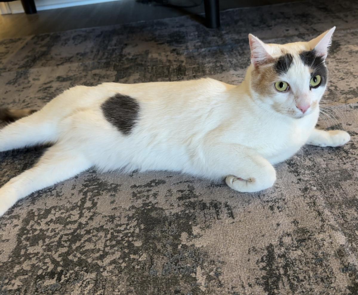 Photo of Paisley Pomegranate
