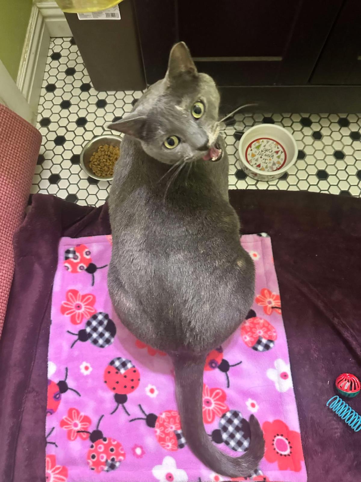 Photo of Waleska Lovebug