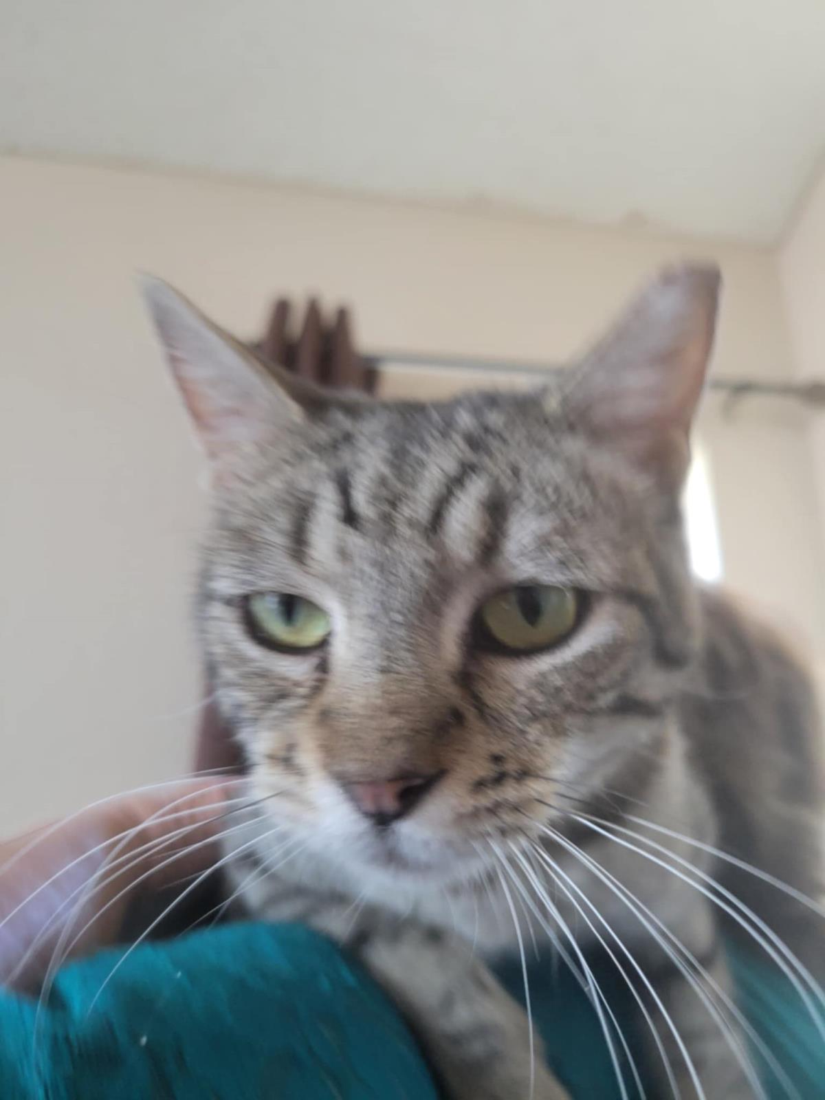 Photo of Bellabean Phinney
