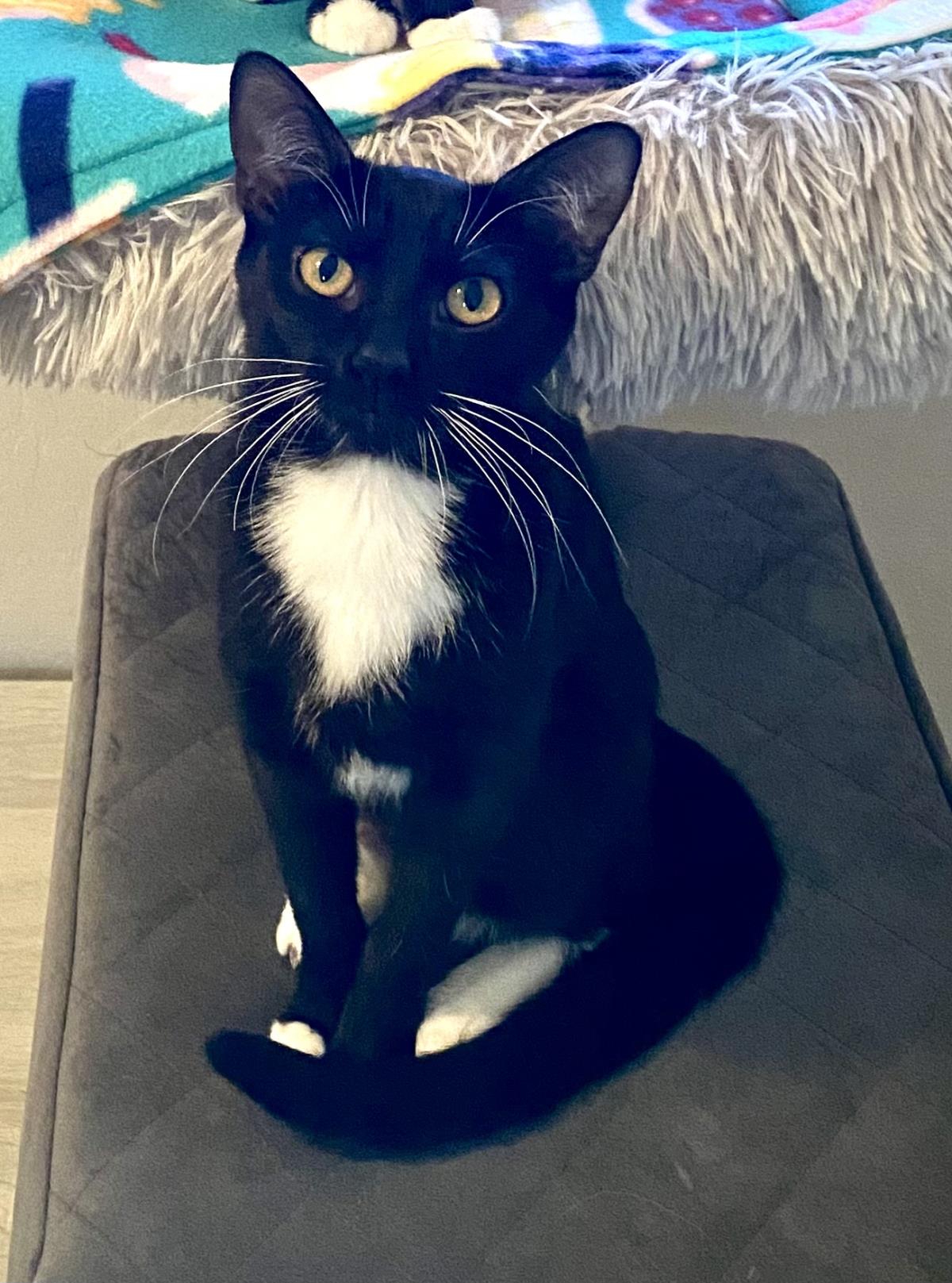 Photo of Frenchie Whiskerstein