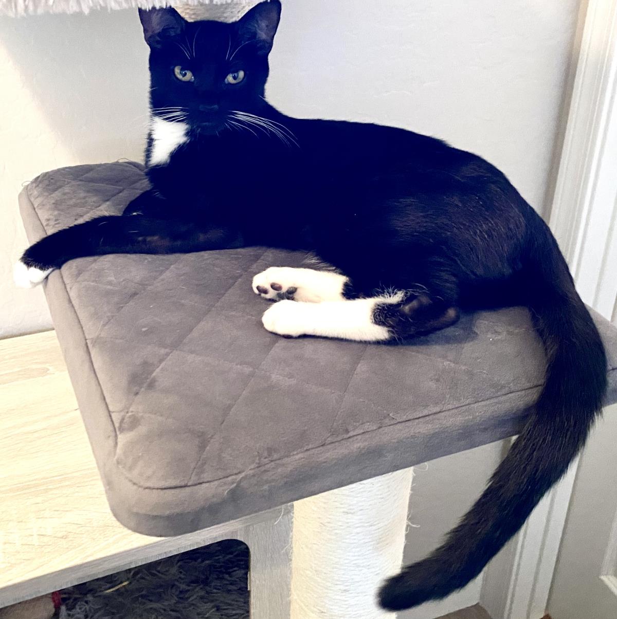 Photo of Frenchie Whiskerstein